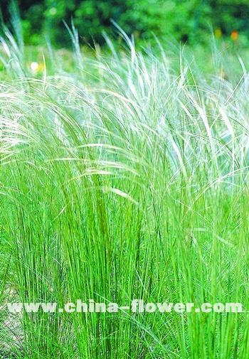 �������^�p����Ʒ�N��B(�M�D)��ë��