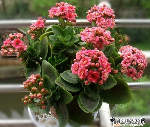 �L(zh��ng)�ۻ�