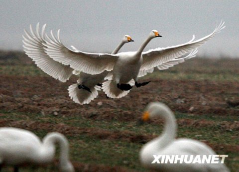 �S�ӝ�����Z��