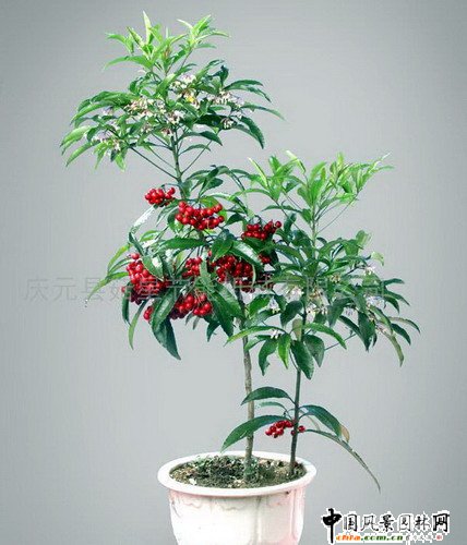 ��ɰ��(�D)