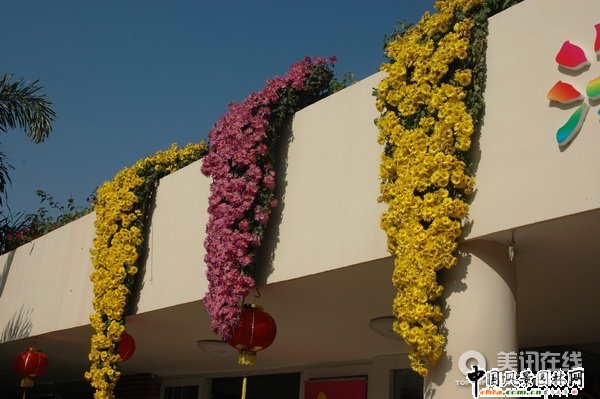 懸崖菊造型(組圖)