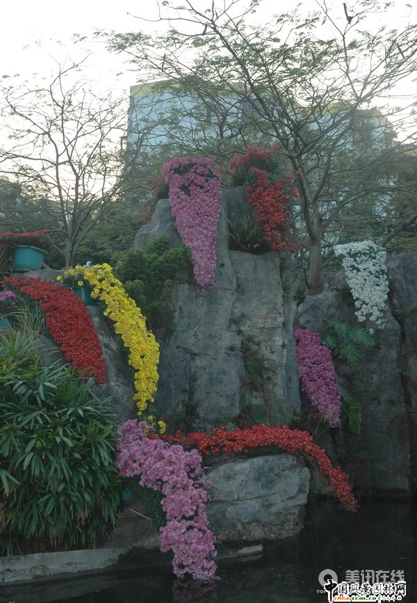 懸崖菊造型(組圖)