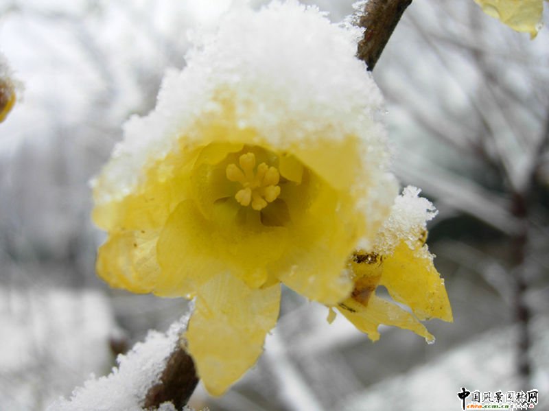 ̤ѩ��÷ ÷���L���DƬ�����p��(�M�D)