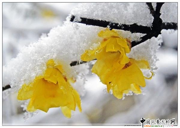 ̤ѩ��÷ ÷���L���DƬ�����p��(�M�D)