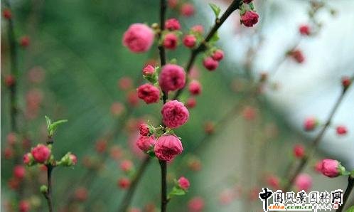 ̤ѩ��÷ ÷���L���DƬ�����p��(�M�D)