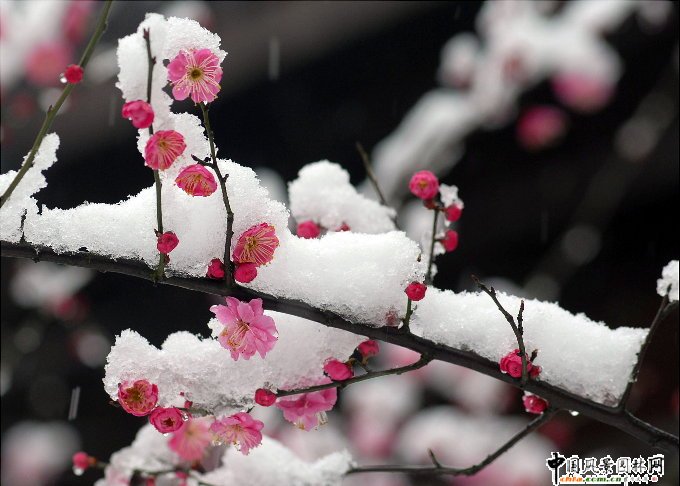 ̤ѩ��÷ ÷���L���DƬ�����p��(�M�D)