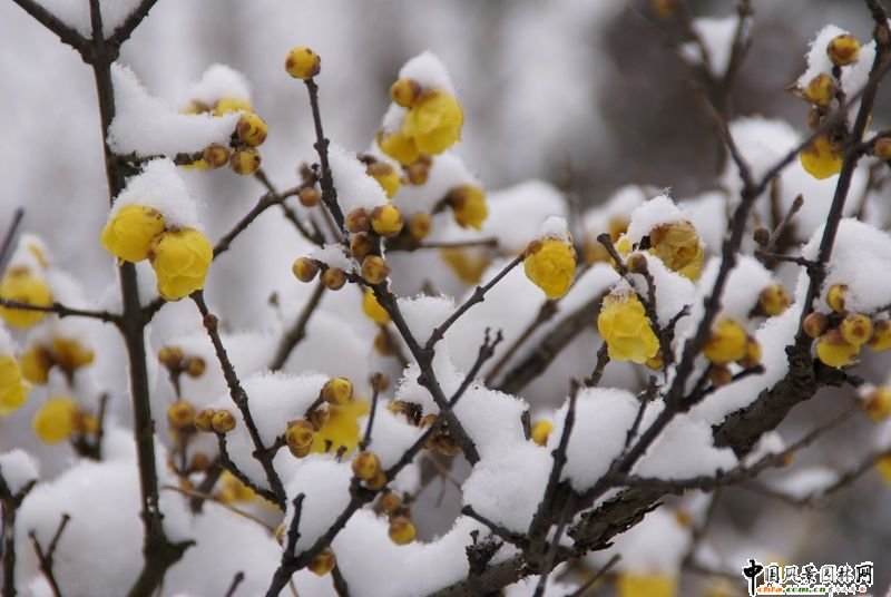 ̤ѩ��÷ ÷���L���DƬ�����p��(�M�D)