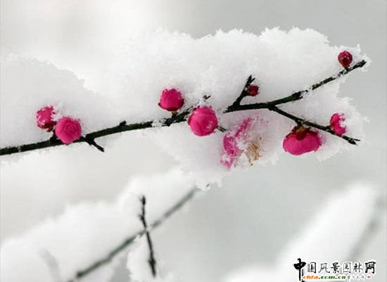 ̤ѩ��÷ ÷���L(f��ng)���DƬ�����p��(�M�D)