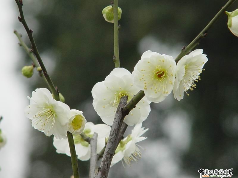 ̤ѩ��÷ ÷���L���DƬ�����p��(�M�D)