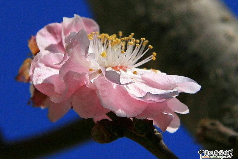 ̤ѩ��÷ ÷���L���DƬ�����p��(�M�D)