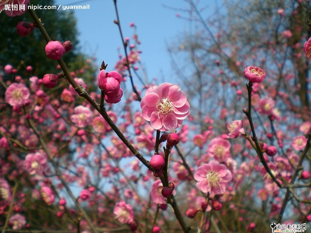 ̤ѩ��÷ ÷���L���DƬ�����p��(�M�D)