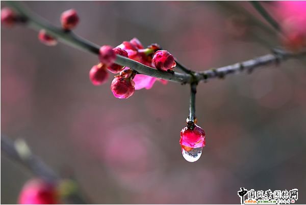 ̤ѩ��÷ ÷���L���DƬ�����p��(�M�D)