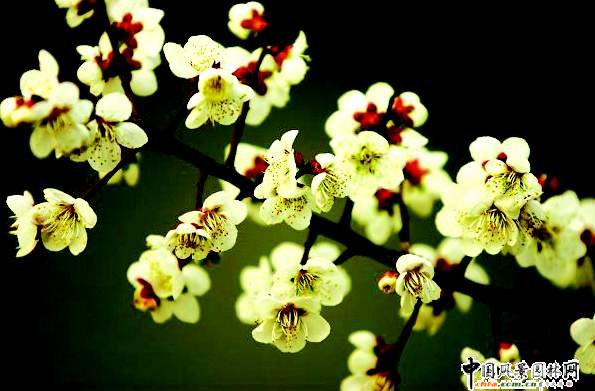 ̤ѩ��÷ ÷���L(f��ng)���DƬ�����p��(�M�D)