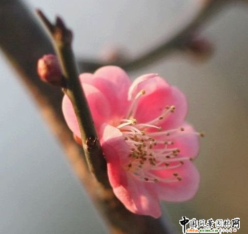 ̤ѩ��÷ ÷���L���DƬ�����p��(�M�D)