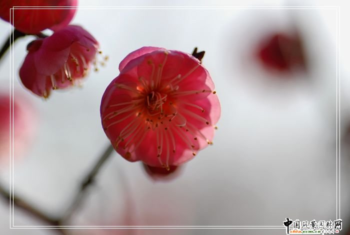 ̤ѩ��÷ ÷���L(f��ng)���DƬ�����p��(�M�D)