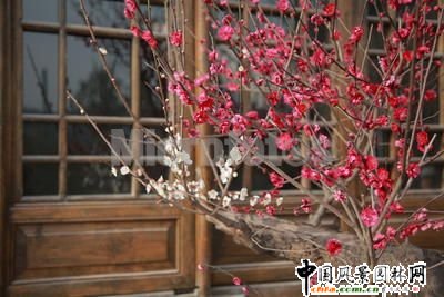 ̤ѩ��÷ ÷���L(f��ng)���DƬ�����p��(�M�D)