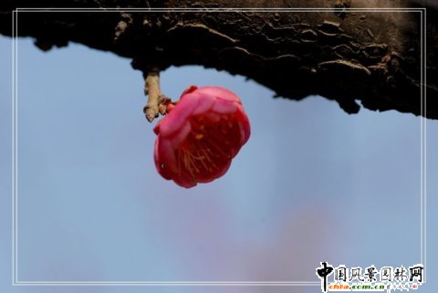 ̤ѩ��÷ ÷���L���DƬ�����p��(�M�D)