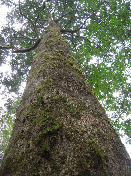 �������ؽ���ֲ�����؈���A�wľ���NȺ