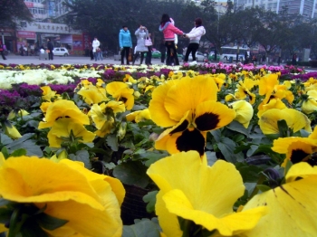 數九寒冬北湖公園鮮花醉人