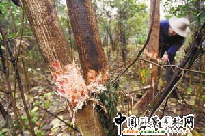 �ؑc��ɳƺ���@�ۘ����˄�Ƥ(�D)