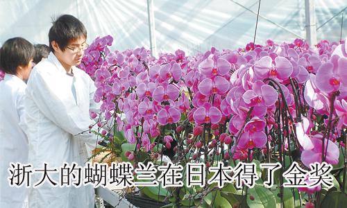 浙大的蝴蝶蘭在日本得了金獎