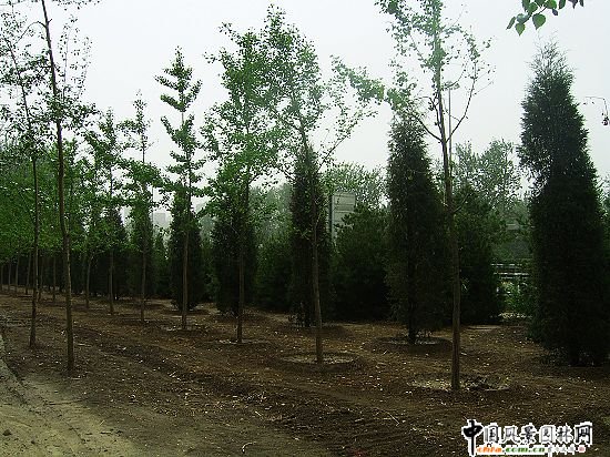 �׶��C���ʺ�·