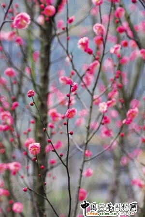 ���ݣ��R���ع��@�t÷�� 4��Ʒ�N25��I�Y����(�D)