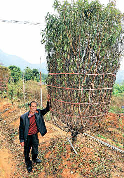 �D�����һ���������������ʾ���@�á������_���һ������_(k��i)���Ļ���һ����e����ÿ֦��(ji��)�н�ʮ��(g��)���٣�һ�þ����f(w��n)����(g��)����