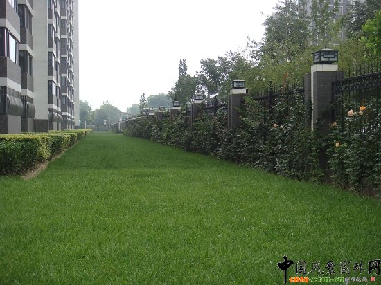 ֲ�ݰ�ʽ����ͨ��