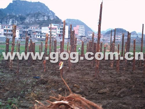 �_�l�̾G������һƬ���o���䡱 ���Q����_�֡�