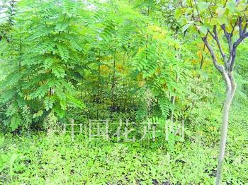 Ұ��������