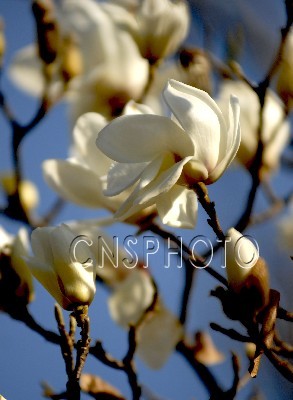 ���������ա����ǡ� �r��ʢ��֦�^