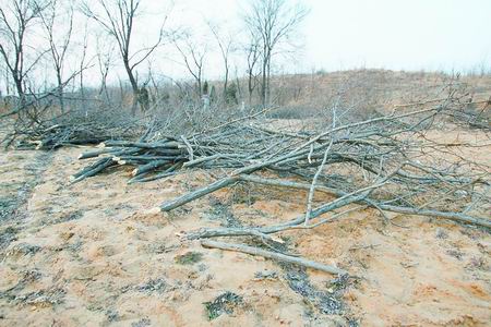 ��������Ĳ�h����(sh��)ʮ�ˠ������L(f��ng)��ɳ��