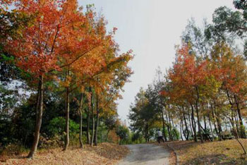 ��ۼt�~֮�׵ė��㣬�~Ƭ�r�t���c������Ҋ�ė��~���ƣ������Ժ������w�C(j��)�������p����������ľ�ɫ