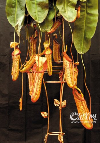 �������Ї�(gu��)���Ի��ܽ��ו�(hu��)�x�������𻨡�