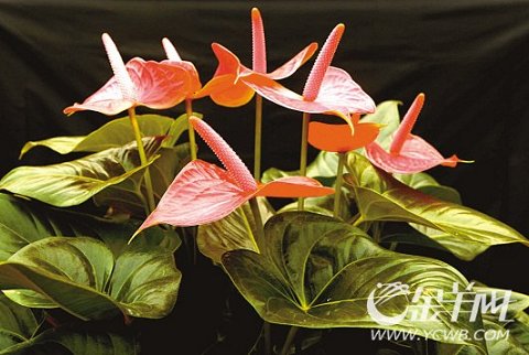 �������Ї�(gu��)���Ի��ܽ��ו�(hu��)�x�������𻨡�