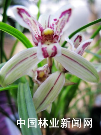 �D��������r���Ƶġ��Ǻ�������