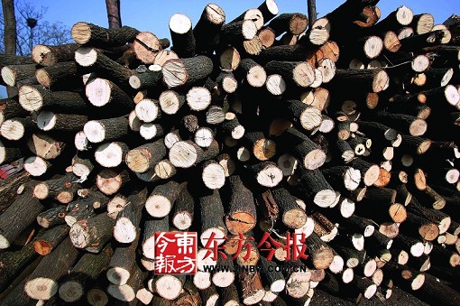 ���ϣ��v�R��������֟�̿ С̿�Gһ����20�f����ľ