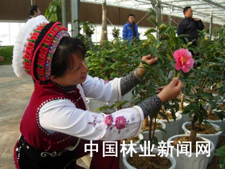 �D��������ϴ�����ɽ�軨��