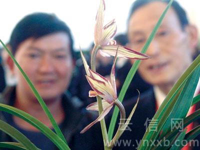 ��ѪȾ���L�ɡ������^�������v�㡣