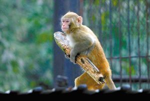 ���@���pՈ�ο�׽��(�M�D)