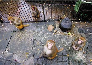 ���@���pՈ�ο�׽��(�M�D)