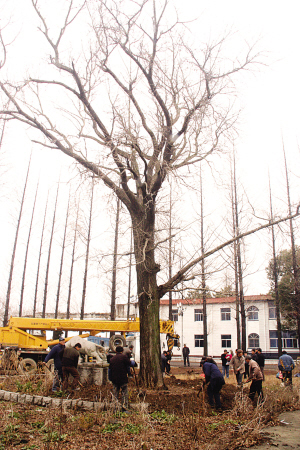 �Ͼ���600�q�y��͵͵"Ų�C" �����֪���Ⱦ������Ƙ�