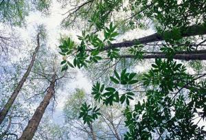 ȫ����׃ůʹ��ľ���L�ٶ��_���ɰ�������