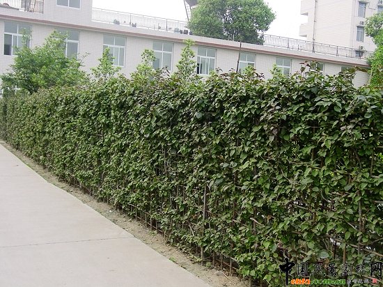 ����÷�G������