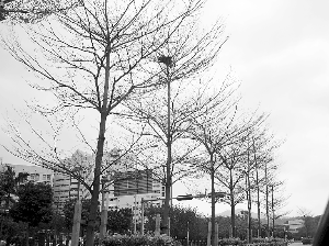 ��ͱ�B�C���@��ô�У���