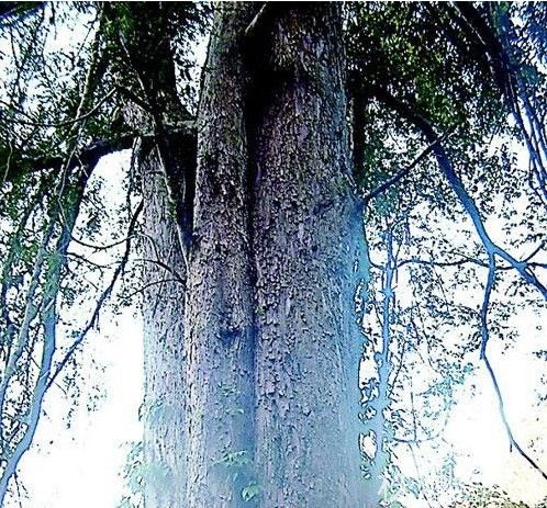 ���ĹŘ���һ���Ϸ��t��ɼ