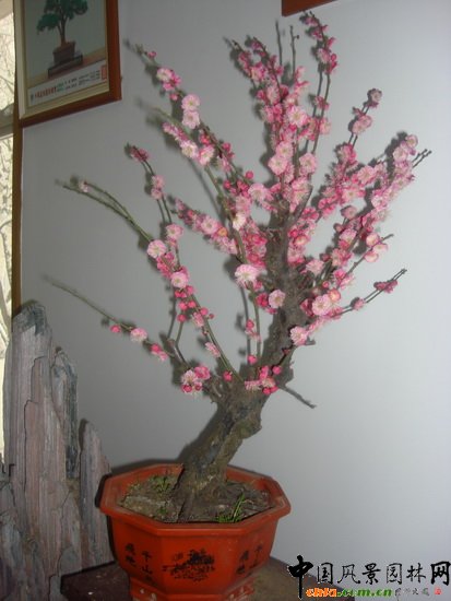 ����ֲ��@�e�k��Ʒ÷��չ(�M�D)