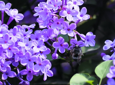 �񴺹����I�G���i��ʮ���N �޷N�����V�N�ܘ�