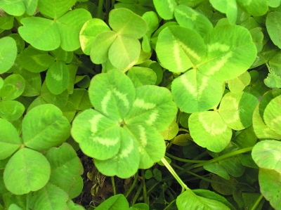 �񴺹����I�G���i��ʮ���N �޷N�����V�N�ܘ�